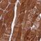 Protein MEMO1 antibody, PA5-60043, Invitrogen Antibodies, Immunohistochemistry frozen image 