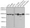 Ribonucleotide Reductase Catalytic Subunit M1 antibody, LS-C748401, Lifespan Biosciences, Western Blot image 