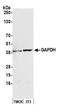GAPDH antibody, A300-642A, Bethyl Labs, Western Blot image 