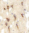 Myosin Heavy Chain 14 antibody, 61-023, ProSci, Immunohistochemistry paraffin image 