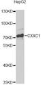 CXXC Finger Protein 1 antibody, LS-C748472, Lifespan Biosciences, Western Blot image 