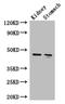 FAH antibody, A62538-100, Epigentek, Western Blot image 