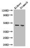 Fumarylacetoacetase antibody, A62538-100, Epigentek, Western Blot image 