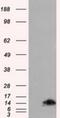 FKBP Prolyl Isomerase 1A antibody, NBP2-02093, Novus Biologicals, Western Blot image 