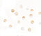 Solute Carrier Family 35 Member D3 antibody, 6547, ProSci, Immunocytochemistry image 