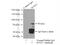 SRY-Box 13 antibody, 18902-1-AP, Proteintech Group, Immunoprecipitation image 