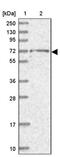 BRCA1-associated protein antibody, PA5-59145, Invitrogen Antibodies, Western Blot image 