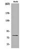 Protein Kinase C Delta antibody, orb159729, Biorbyt, Western Blot image 