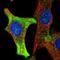 WBP-1 antibody, HPA057067, Atlas Antibodies, Immunofluorescence image 