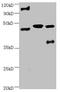 Enolase 2 antibody, MBS1499580, MyBioSource, Western Blot image 