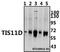 Zinc finger protein 36, C3H1 type-like 2 antibody, A05565-1, Boster Biological Technology, Western Blot image 