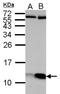 ATP Synthase Peripheral Stalk Subunit F6 antibody, NBP2-15514, Novus Biologicals, Western Blot image 