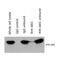 COP9 Signalosome Subunit 5 antibody, 56210, QED Bioscience, Immunoprecipitation image 