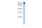 C2 domain-containing protein 2-like antibody, PA5-42975, Invitrogen Antibodies, Western Blot image 