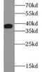 Acid Phosphatase 5, Tartrate Resistant antibody, FNab00100, FineTest, Western Blot image 