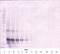 Fibroblast Growth Factor 17 antibody, 38-295, ProSci, Western Blot image 