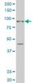 SIX Homeobox 4 antibody, H00051804-M08, Novus Biologicals, Western Blot image 