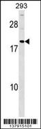 HDGF Like 3 antibody, 59-154, ProSci, Western Blot image 