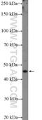 Fucosyltransferase 9 antibody, 22141-1-AP, Proteintech Group, Western Blot image 