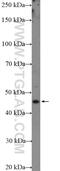 Fuc-TVII antibody, 22141-1-AP, Proteintech Group, Western Blot image 