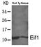 Eukaryotic Translation Initiation Factor 1 antibody, orb43402, Biorbyt, Western Blot image 