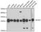 BCAS2 Pre-MRNA Processing Factor antibody, A4398, ABclonal Technology, Western Blot image 