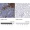CD38 Molecule antibody, NBP1-86010, Novus Biologicals, Immunohistochemistry frozen image 
