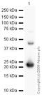 Fibroblast Growth Factor 21 antibody, ab64857, Abcam, Western Blot image 