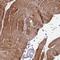 Cofilin 2 antibody, NBP2-38544, Novus Biologicals, Immunohistochemistry frozen image 