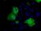 RIC8 Guanine Nucleotide Exchange Factor A antibody, MA5-25075, Invitrogen Antibodies, Immunocytochemistry image 