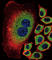 Cytosolic sialidase antibody, abx026645, Abbexa, Western Blot image 
