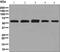 FTO Alpha-Ketoglutarate Dependent Dioxygenase antibody, ab126605, Abcam, Western Blot image 
