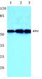 CREB2 antibody, AP06021PU-N, Origene, Western Blot image 