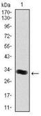 Thrombopoietin antibody, NBP2-37498, Novus Biologicals, Western Blot image 