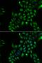 Tetraspanin 7 antibody, PA5-76938, Invitrogen Antibodies, Immunofluorescence image 