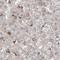 DnaJ Heat Shock Protein Family (Hsp40) Member C9 antibody, NBP2-33997, Novus Biologicals, Immunohistochemistry frozen image 