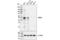 MAF BZIP Transcription Factor A antibody, 79737S, Cell Signaling Technology, Western Blot image 