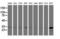 Bridging Integrator 3 antibody, LS-C172433, Lifespan Biosciences, Western Blot image 