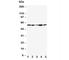 MDM2 Proto-Oncogene antibody, R30448, NSJ Bioreagents, Western Blot image 