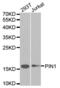Peptidylprolyl Cis/Trans Isomerase, NIMA-Interacting 1 antibody, abx001718, Abbexa, Western Blot image 