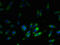 Ribosomal Protein L38 antibody, LS-B11260, Lifespan Biosciences, Immunofluorescence image 