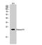 Histone Cluster 1 H1 Family Member B antibody, A06717-1, Boster Biological Technology, Western Blot image 