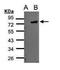 Engulfment And Cell Motility 2 antibody, PA5-28725, Invitrogen Antibodies, Western Blot image 