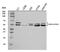 Pyruvate Dehyrogenase Phosphatase Catalytic Subunit 1 antibody, A05607-2, Boster Biological Technology, Western Blot image 