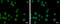 Docking Protein 2 antibody, GTX101577, GeneTex, Immunofluorescence image 