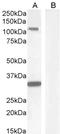 Clock Circadian Regulator antibody, 43-364, ProSci, Enzyme Linked Immunosorbent Assay image 