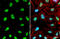 Nucleolin antibody, GTX132891, GeneTex, Immunocytochemistry image 