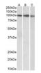 Signal Transducer And Activator Of Transcription 5A antibody, orb176731, Biorbyt, Western Blot image 