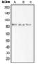 Solute Carrier Family 6 Member 15 antibody, orb360728, Biorbyt, Western Blot image 