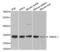 Receptor For Activated C Kinase 1 antibody, abx001997, Abbexa, Western Blot image 